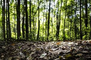 Produção florestal do país cresce 16,7% e chega a R$ 44,3 bi em 2024 (Foto: Rafa Neddermeyer/Agência Brasil)