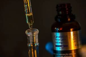 Anvisa autoriza cultivo de cannabis medicinal e para pesquisa no Brasil (Foto: Dado Galdieri/Bloomberg via Getty Images)