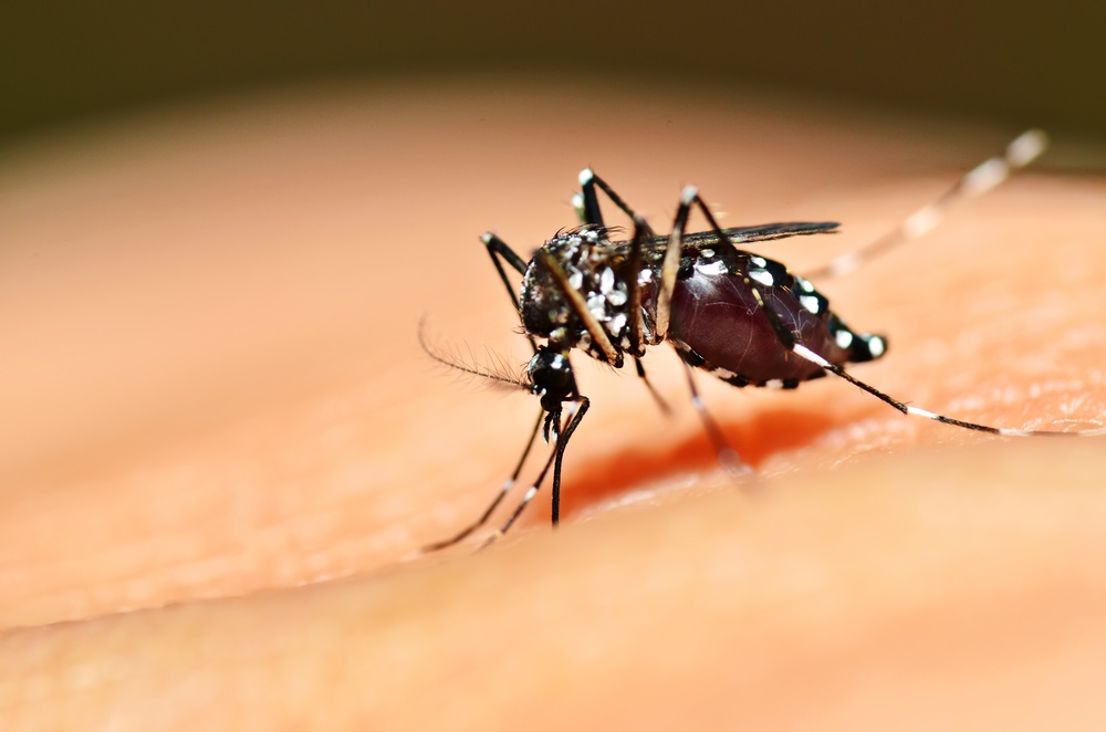 Casos de dengue caem 28% em Teresina, aponta FMS