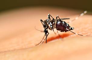 Casos de dengue caem 28% em Teresina, aponta FMS (Foto: Reprodução/Internet)
