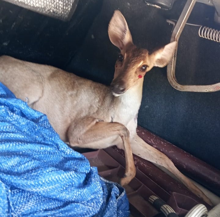 Cerva é resgatada em bairro da zona Sul de Teresina e levada ao CETAS