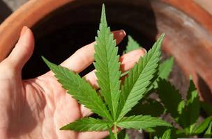 Discute produção de cannabis (Foto: Anvisa)