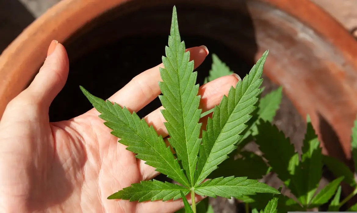 Discute Regras para Produção de Cannabis Medicinal