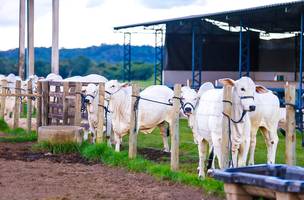 Piauí conquista status sanitário máximo e amplia acesso da pecuária a mercados (Foto: SADA)