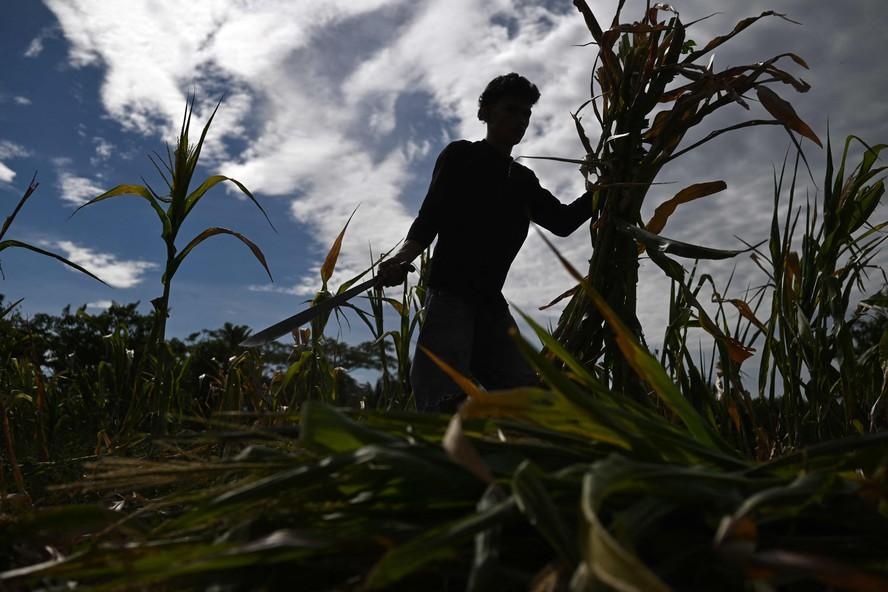 Agricultor trabalha em plantação de milho danificada pela seca em Tecoluca, no departamento de San Vicente, El Salvador; risco de seca durante El Niño faz país aprovar plano de emergência nacional
