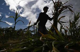Agricultor trabalha em plantação de milho danificada pela seca em Tecoluca, no departamento de San Vicente, El Salvador; risco de seca durante El Niño faz país aprovar plano de emergência nacional (Foto: Marvin Recinos/AFP)