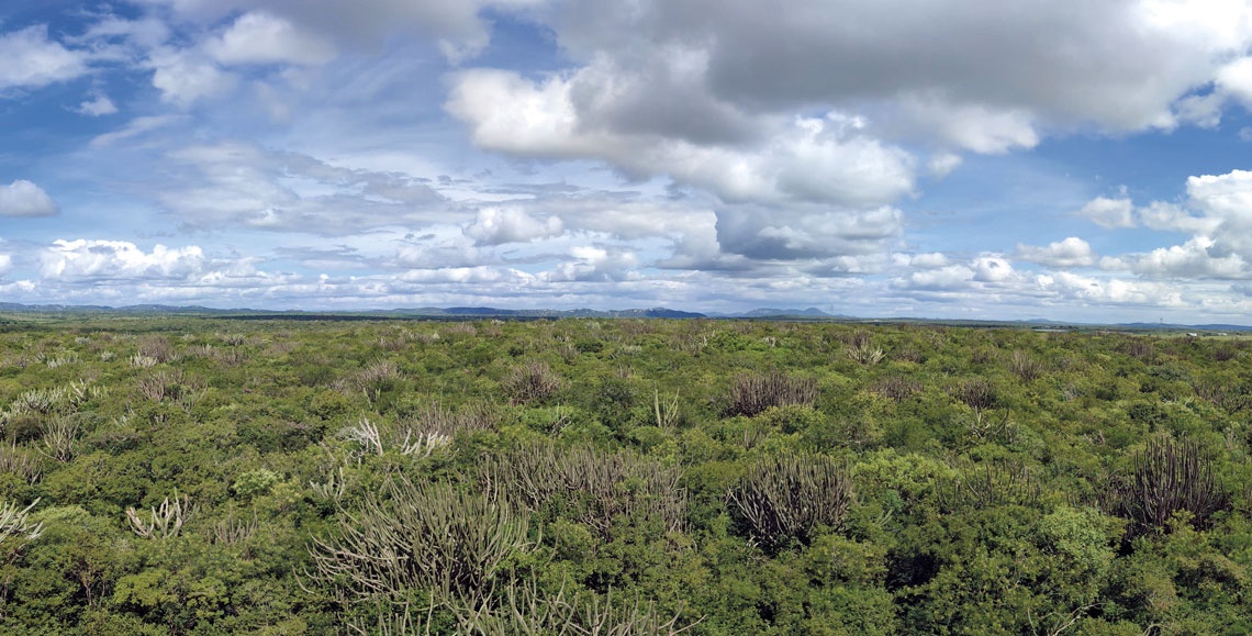 Mapeamento aponta restauração ainda incipiente na Caatinga