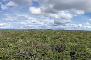 Mapeamento aponta restauração ainda incipiente na Caatinga (Foto: Reprodução)