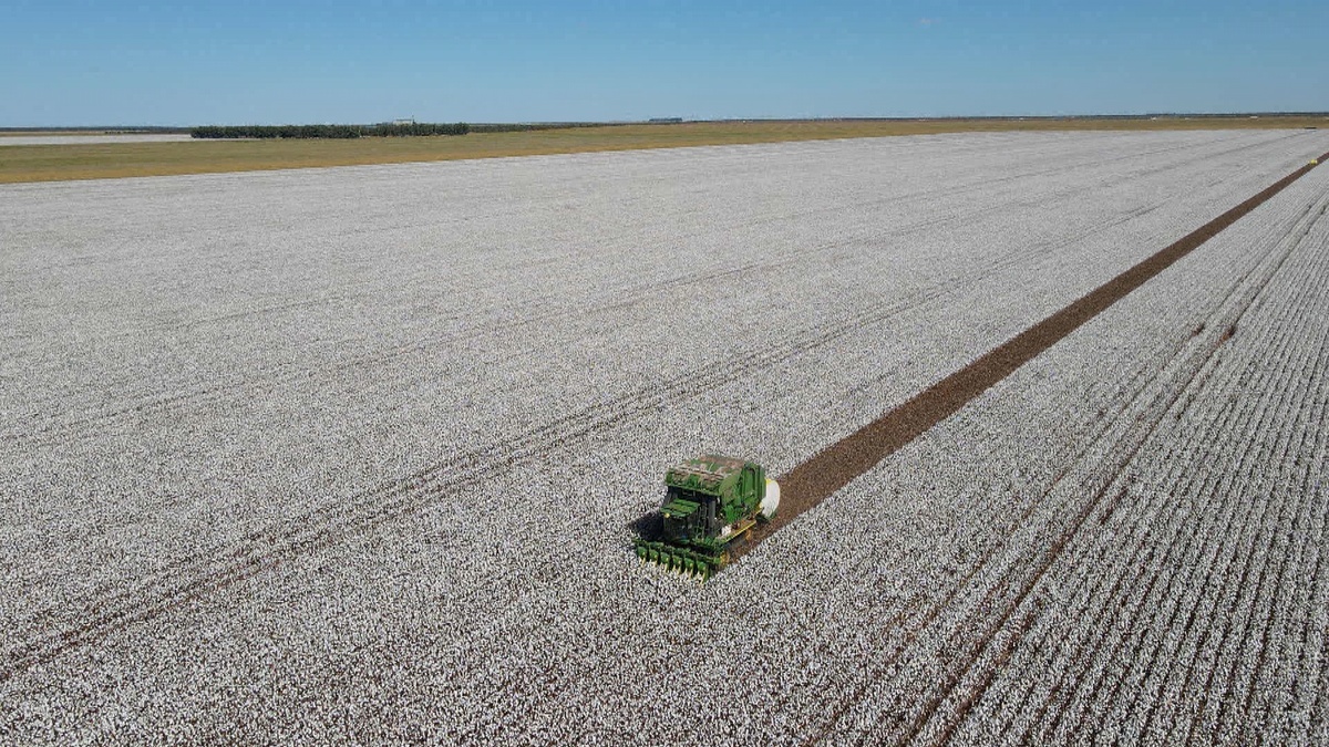 Produção de algodão projeta o Piauí entre os maiores do Brasil