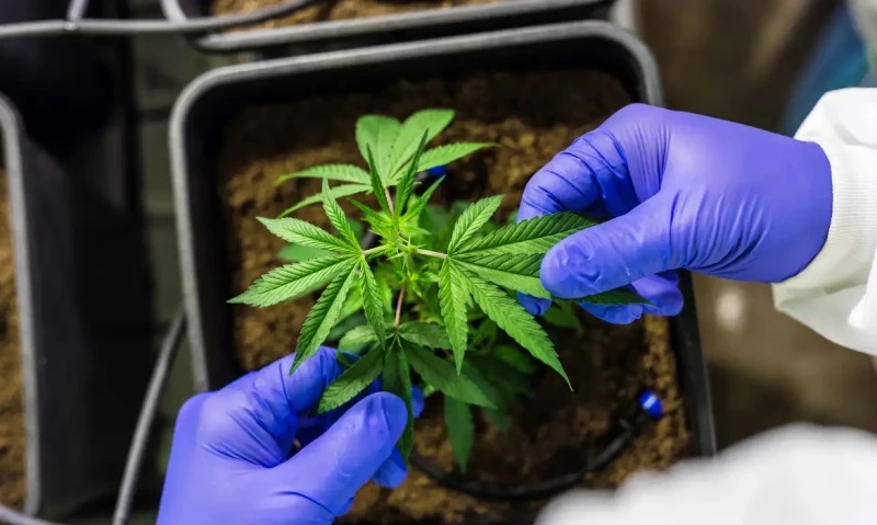 Publica Regras para Cultivo de Cannabis Medicinal