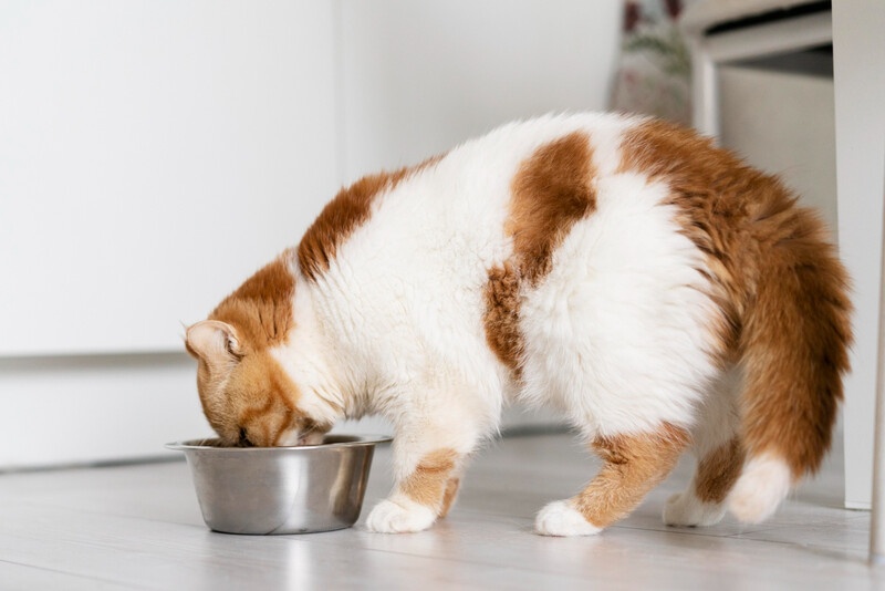 10 dicas práticas para escolher ração úmida para gatos com segurança