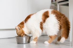 10 dicas práticas para escolher ração úmida para gatos com segurança (Foto: Reprodução)