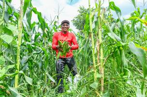 Benefício atende agricultores afetados por perdas na safra no Piauí (Foto: Geirlys Silva)