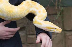 Píton Birmanesa Albina no Noah's Ark Zoo Farm em 2 de agosto de 2016 em Bristol, Inglaterra (Foto: Matt Cardy/Getty Images)