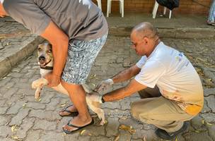 Campanha leva vacinação antirrábica a cães e gatos da zona rural (Foto: Reprodução)