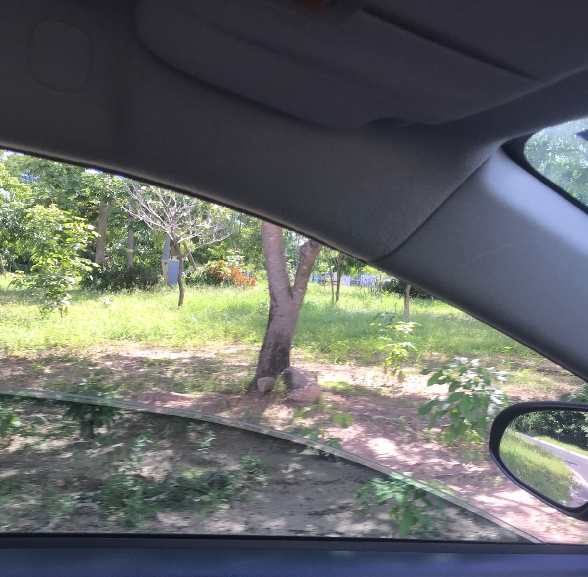 Leitores batem fotos do mato nas ruas  - de dentro dos carros