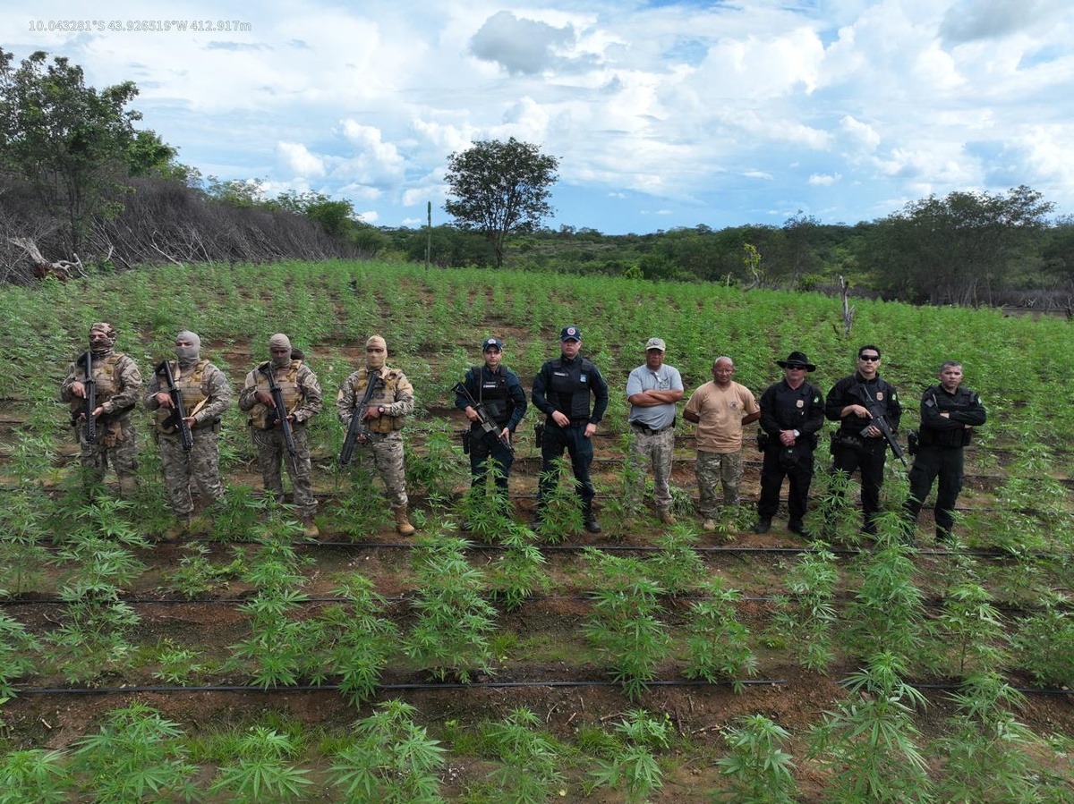 Plantação com milhares de mudas de maconha é destruída durante operação no Sul do Piauí.