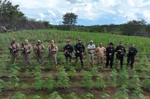 Plantação com milhares de mudas de maconha é destruída durante operação no Sul do Piauí. (Foto: SSP-PI/PM-PI)