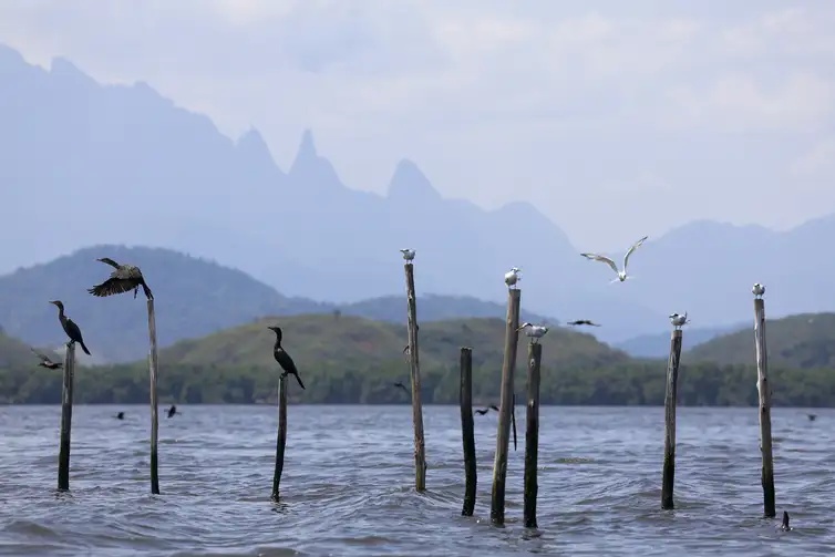 Vista do manguezal na Baía de Guanabara