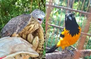 Aves foram devolvidas após reabilitação (Foto: Reprodução/Semarh)