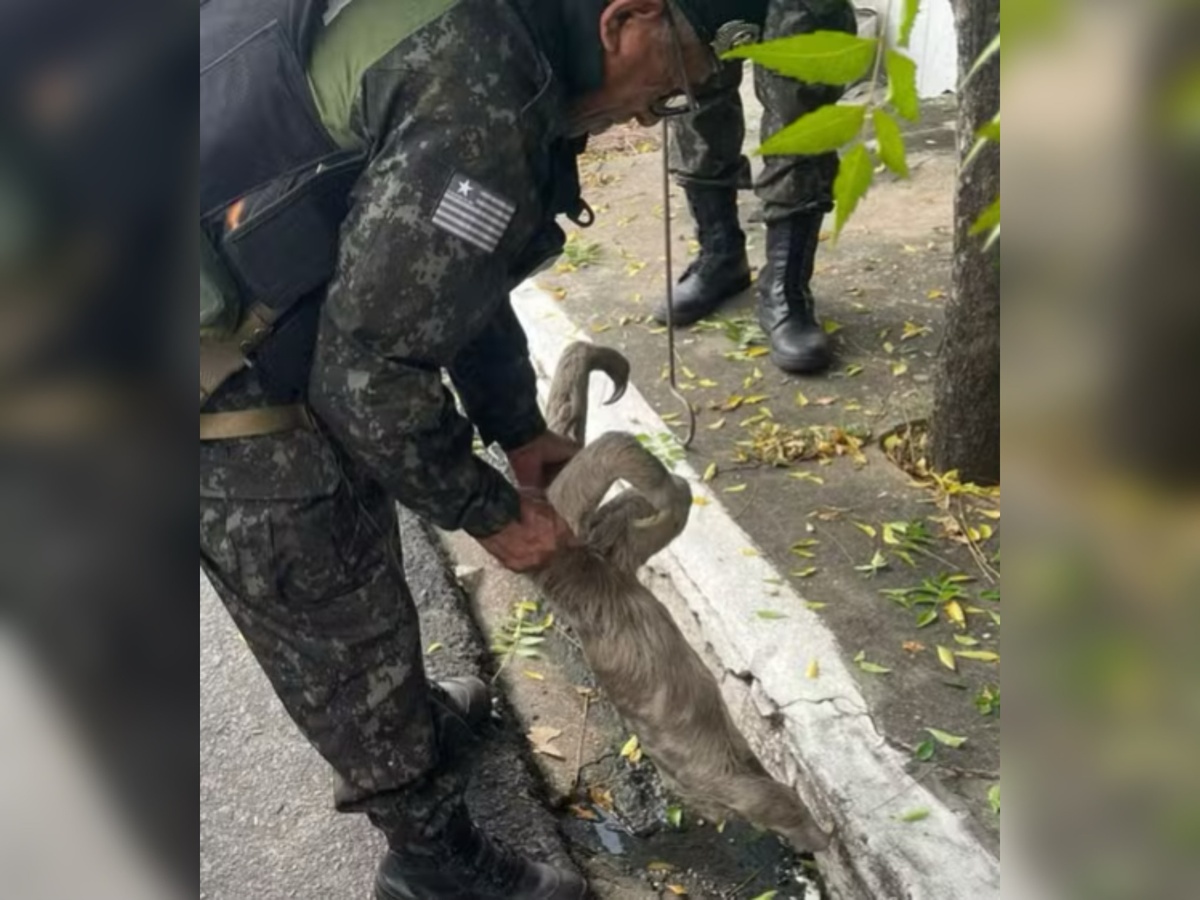 Batalhão de Policiamento Ambiental fez o resgate do animal