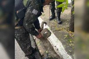 Batalhão de Policiamento Ambiental fez o resgate do animal (Foto: Divulgação)