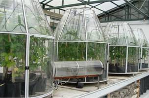 Experimento com plantas de soja sob alto CO2 e alta temperatura (Foto: Lafieco/IB-USP)