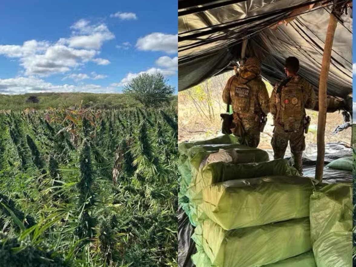 Plantação da droga foi recolhida