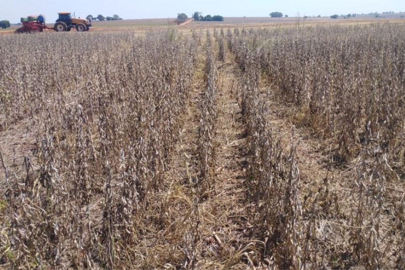 Agropecuária