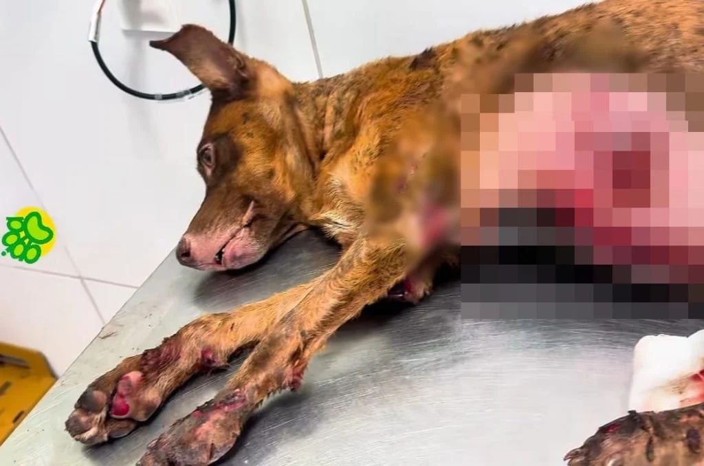 Castanha está sob cuidados veterinários na Associação Piauiense de Proteção e Amor aos Animais (Apipa)