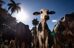 Decisão da União Europeia impõe novas barreiras à exportação de produtos de origem animal do Brasil. (Foto: CNA/Wenderson Araujo/Trilux)