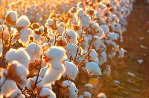 Estados nordestinos ampliaram a produção orgânica mesmo com queda nacional no número de registros. (Foto: Divulgação/Agritech)