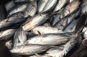 Pescados (Foto: DW)