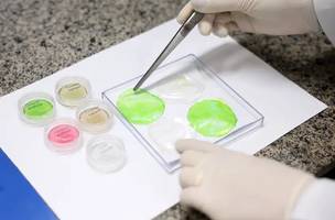 Pesquisadores da Embrapa desenvolvem tecnologias para viabilizar a produção de carne cultivada em laboratório. (Foto: Valter Campanato/Agência Brasil)