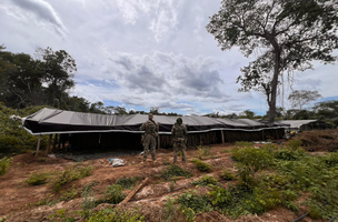 Plantação de maconha na zona rural de Juazeiro do Piauí (Foto: Divulgação/PF)
