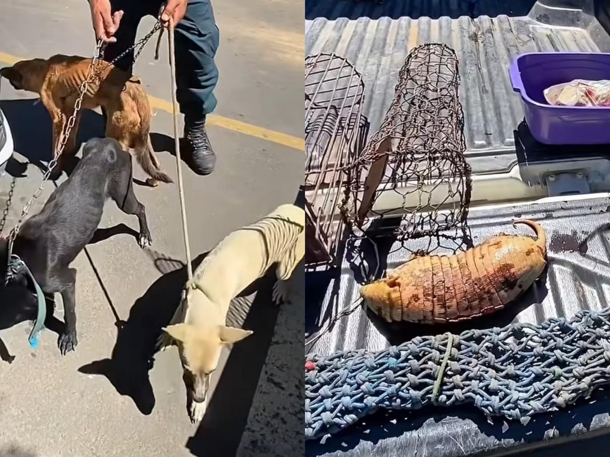Suspeito mantinha animais silvestres em cativeiros e criava cachorros em situação de negligência