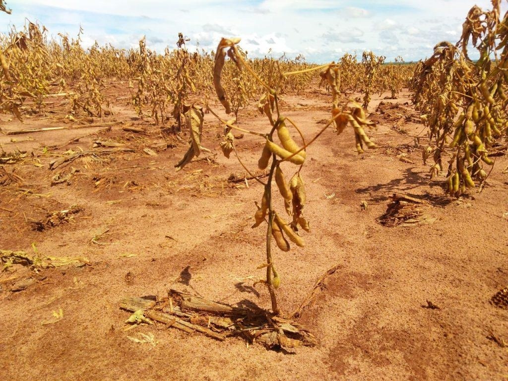 Agropecuária