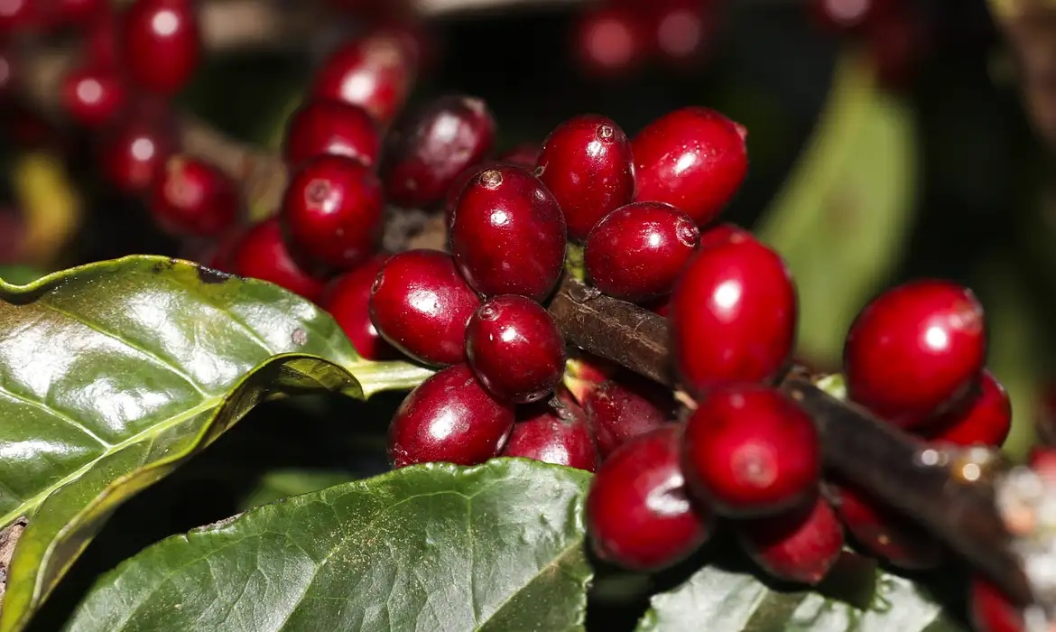 Café brasileiro ficou entre os principais produtos poupados da nova tarifa imposta pelos Estados Unidos.