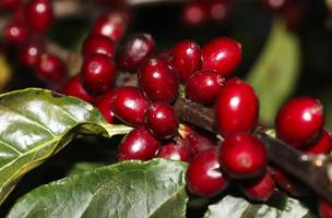 Café brasileiro ficou entre os principais produtos poupados da nova tarifa imposta pelos Estados Unidos. (Foto: Valter Campanato/Agência Brasil)