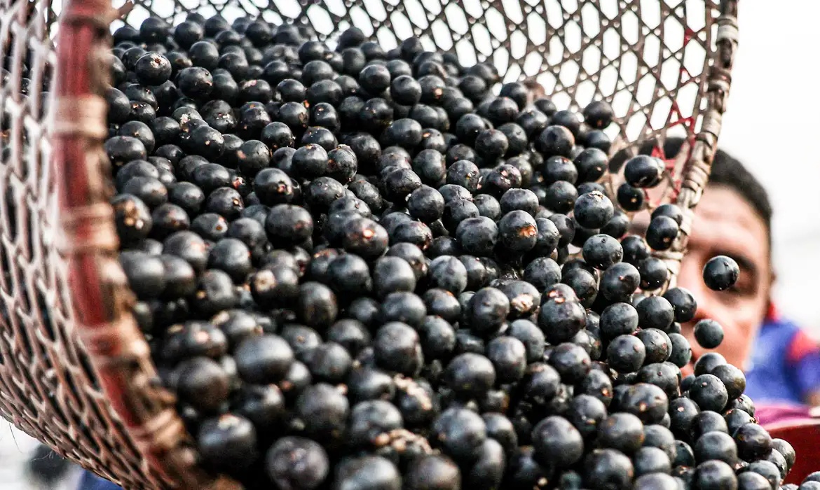 China passa a permitir a habilitação de empresas brasileiras para exportar polpas e frutas congeladas.