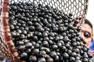 China passa a permitir a habilitação de empresas brasileiras para exportar polpas e frutas congeladas. (Foto: Marcelo Camargo/Agência Brasil)
