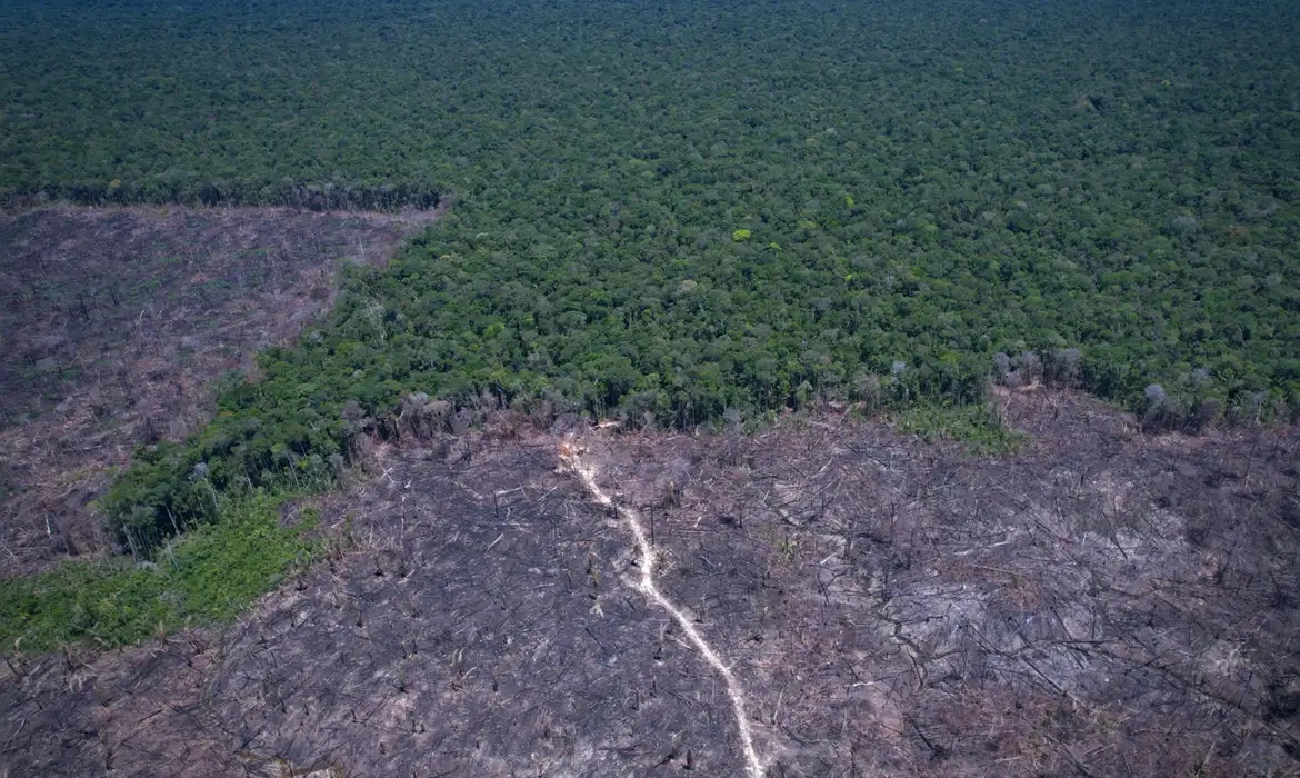 Dados mostram queda do desmatamento no Brasil em 2025, apesar de críticas dos EUA.