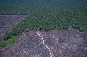 Dados mostram queda do desmatamento no Brasil em 2025, apesar de críticas dos EUA. (Foto: Orlando K Junior/Divulgação)