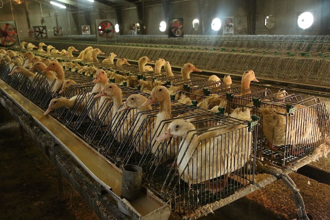 Lei proíbe alimentos produzidos por meio de alimentação forçada de animais.