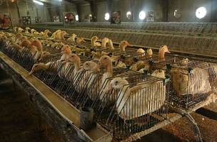 Lei proíbe alimentos produzidos por meio de alimentação forçada de animais. (Foto: Reprodução)