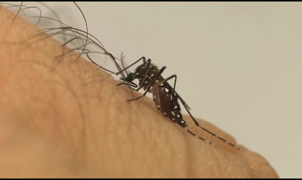Pesquisa revela que o Aedes aegypti pode alterar seu comportamento após experiências em laboratório.
