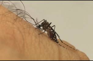 Pesquisa revela que o Aedes aegypti pode alterar seu comportamento após experiências em laboratório. (Foto: Reprodução)