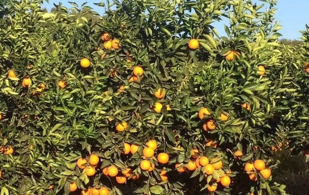 Possível El Niño forte pode afetar o desempenho das principais culturas agrícolas do Brasil.