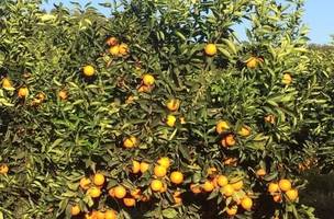 Possível El Niño forte pode afetar o desempenho das principais culturas agrícolas do Brasil. (Foto: Reprodução)