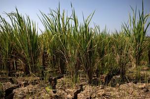 ONU alerta que El Niño muito forte pode agravar a fome em regiões vulneráveis do mundo. (Foto: REUTERS/Willy Kurniawan)